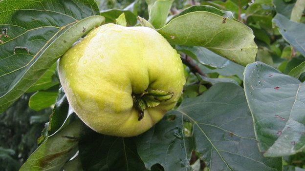 Carstens-Stiftung: Quitte lindert Reflux-Beschwerden bei Kindern