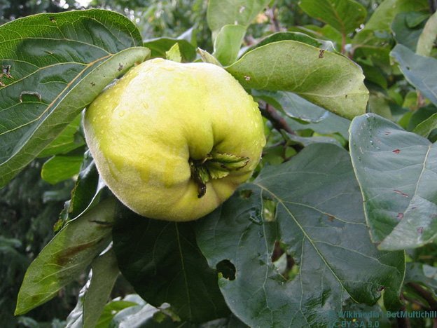 Carstens-Stiftung: Quitte lindert Reflux-Beschwerden bei Kindern