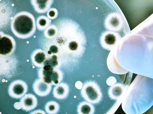 Es liegt was in der Luft … ein schutzbringender Duft Es liegt was in der Luft … ein schutzbringender Duft