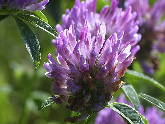 Carstens-Stiftung: Osteoporose: Rotklee plus Probiotika verzögert den Knochenabbau Carstens-Stiftung: Osteoporose: Rotklee plus Probiotika verzögert den Knochenabbau durch Östrogenmangel