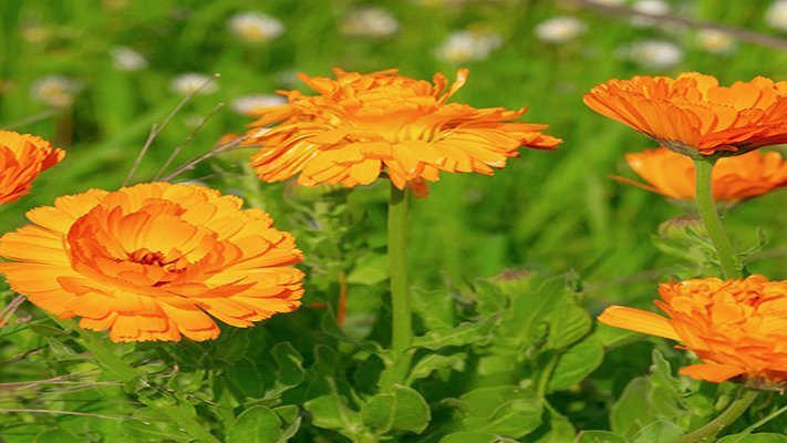 Senioren schwören auf Naturheilkunde