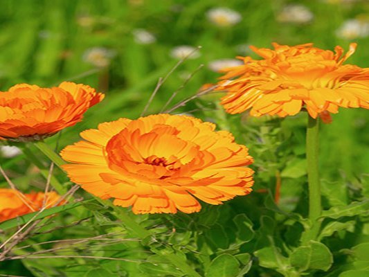 Senioren schwören auf Naturheilkunde