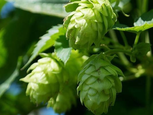 Phytoöstrogene aus dem Hopfen helfen