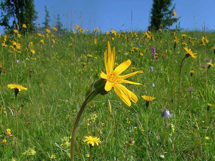 Carstens-Stiftung: Arnika bei Schlaganfall und Multipler Sklerose. Carstens-Stiftung: Arnika bei Schlaganfall und Multipler Sklerose.