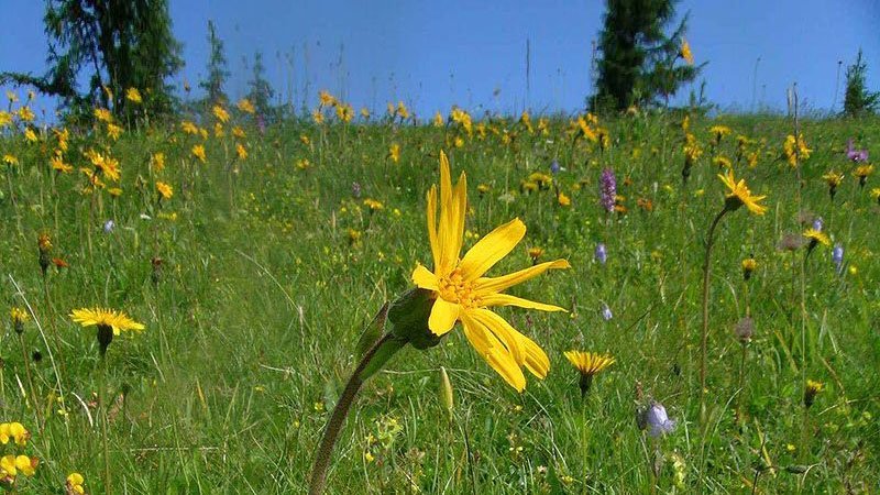 Carstens-Stiftung: Arnika bei Schlaganfall und Multipler Sklerose. Carstens-Stiftung: Arnika bei Schlaganfall und Multipler Sklerose.