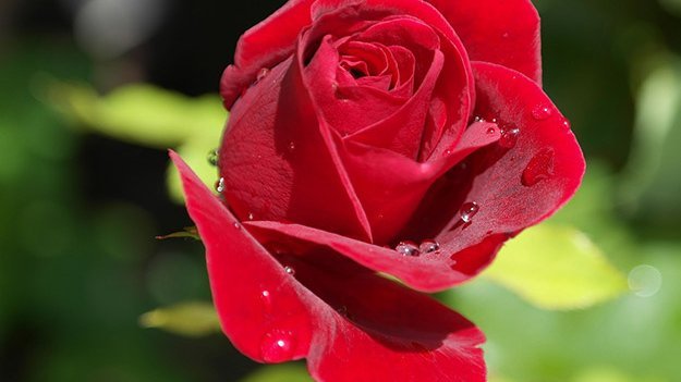 Rosenduft sorgt für Entspannung Carstens-Stiftung: Rosenduft sorgt für Entspannung.