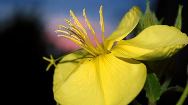 Carstens-Stiftung: Wirkt die Gemeine Nachtkerze entzündungshemmend? Carstens-Stiftung: Wirkt die Gemeine Nachtkerze entzündungshemmend?