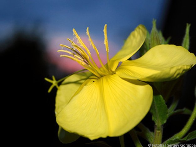 Carstens-Stiftung: Wirkt die Gemeine Nachtkerze entzündungshemmend?