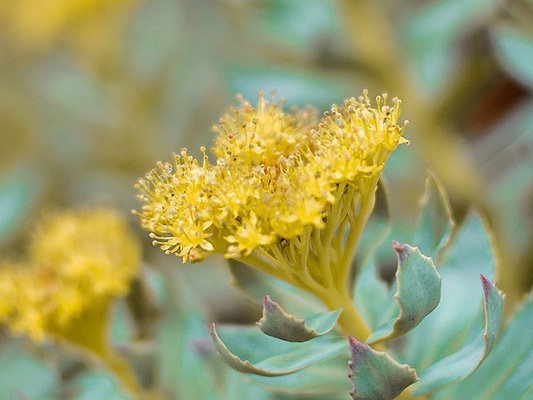 Carstens-Stiftung: Burnout: Starkes Nervenkostüm durch Rosenwurz Carstens-Stiftung: Burnout: Starkes Nervenkostüm durch Rosenwurz