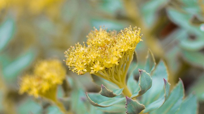 Carstens-Stiftung: Burnout: Starkes Nervenkostüm durch Rosenwurz