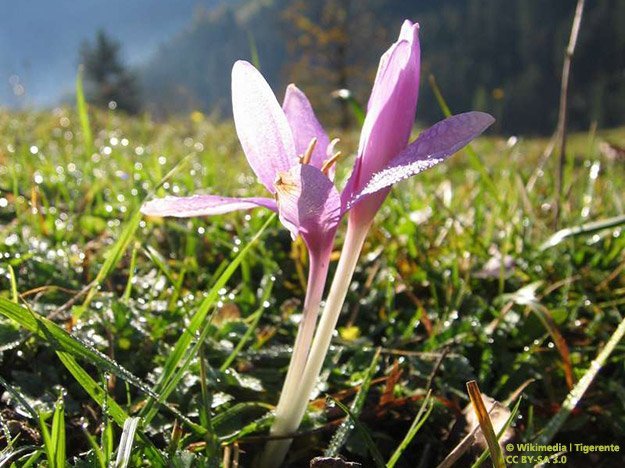 Carstens-Stiftung: Herbstzeitlose hilft überaktiver Schilddrüse. Carstens-Stiftung: Herbstzeitlose hilft überaktiver Schilddrüse.