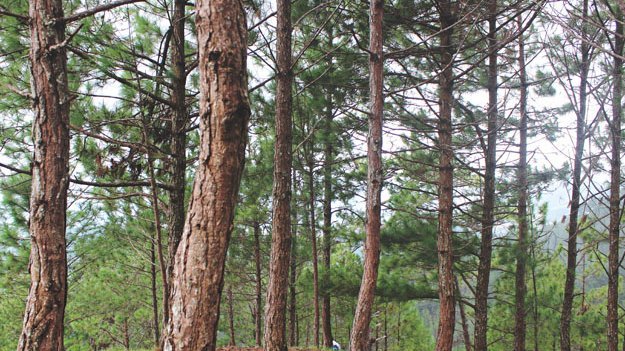 Carstens-Stiftung: Verbesserte Heilung von Venengeschwüren mit dem Rindenextrakt der Seekiefer. Carstens-Stiftung: Verbesserte Heilung von Venengeschwüren mit dem Rindenextrakt der Seekiefer.