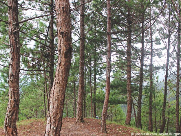Carstens-Stiftung: Verbesserte Heilung von Venengeschwüren mit dem Rindenextrakt der Seekiefer.