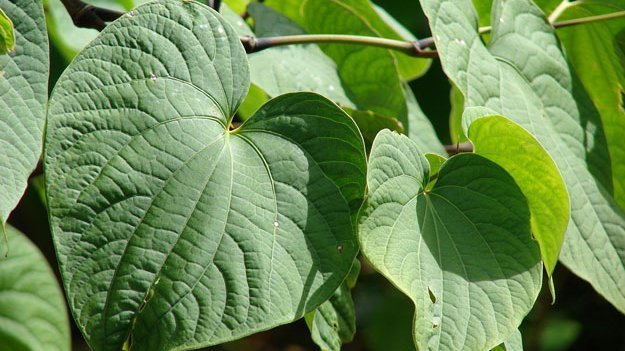 Carstens-Stiftung: Kava Kava ist ein pflanzliches Mittel bei nervösen Angst-, Spannungs- und Unruhezuständen. Kava-Kava bald doch wieder auf dem Markt?