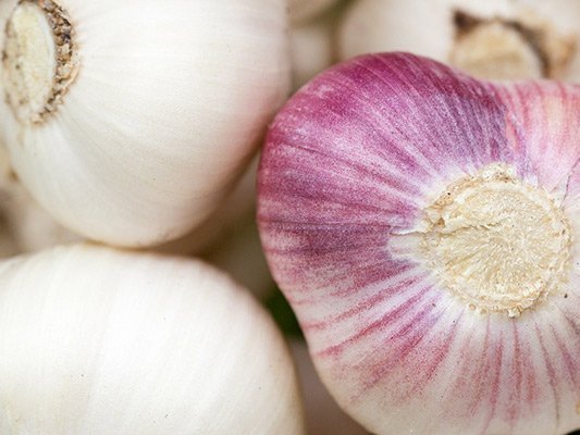 Knoblauch positiv für Magen-Darm Knoblauch positiv für Magen-Darm