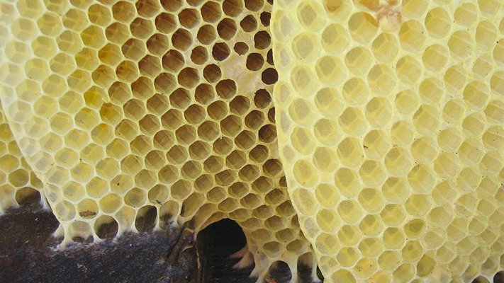 Bienenwachs bei Brandwunden Bienenwachs bei Brandwunden