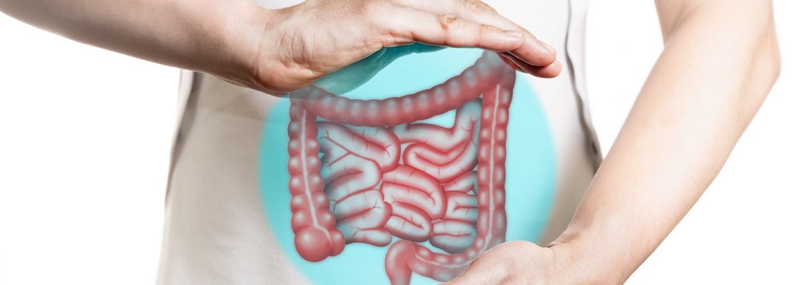Modell eines Dickdarms wird auf Bauchhöhe von zwei Händen gehalten
