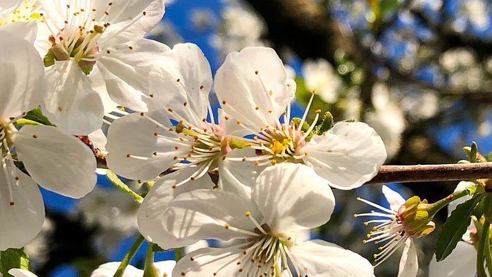 Sauer macht fit Sauer macht fit