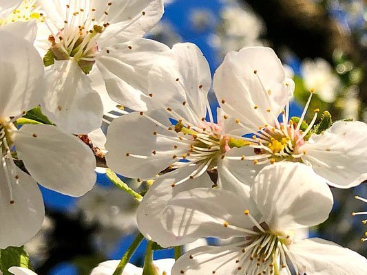 Sauer macht fit Sauer macht fit