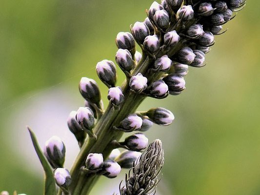 Trauben-Silberkerze bei Wechseljahres­beschwerden?