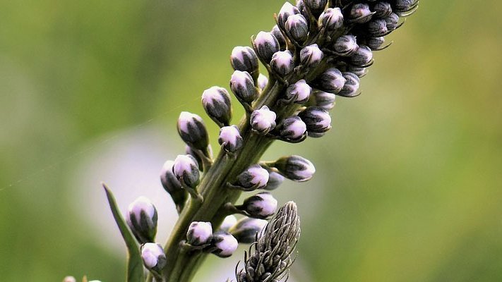 Trauben-Silberkerze bei Wechseljahres­beschwerden?