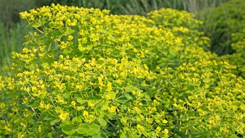 Aktinische Keratose: Dagegen ist ein Kraut gewachsen