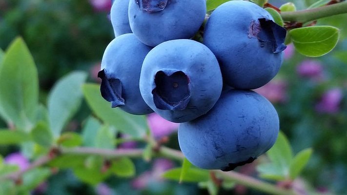 Bestimmte Heidelbeer-Art kurbelt Fettstoffwechsel an Bestimmte Heidelbeer-Art kurbelt Fettstoffwechsel an