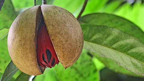 Muskatnuss als Arzneimittel