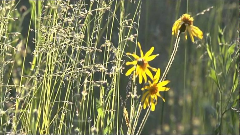 Video Thumbnail Image