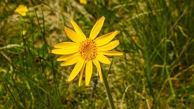 Carstens-Stiftung: Arnica C30 nach Mandeloperation Carstens-Stiftung: Arnica C30 nach Mandeloperation