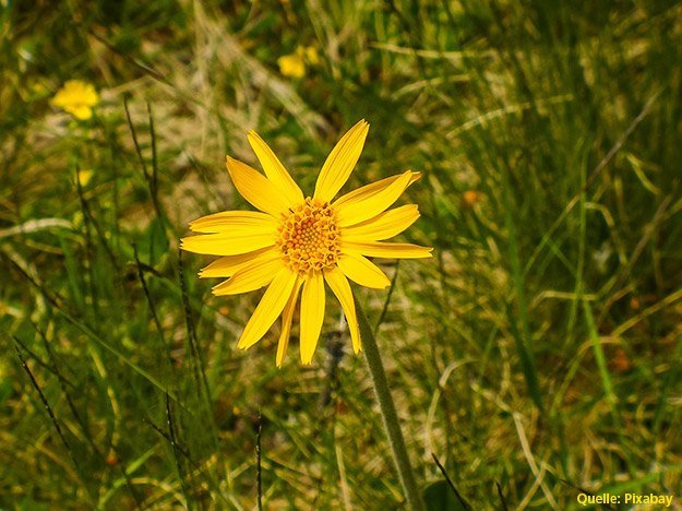 Carstens-Stiftung: Arnica C30 nach Mandeloperation Carstens-Stiftung: Arnica C30 nach Mandeloperation