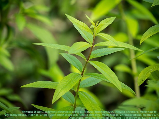 Carstens-Stiftung: Aloysia citriodora – traditionelles Heil- und Küchenkraut gegen Schlaflosigkeit auf dem Prüfstand Carstens-Stiftung: Aloysia citriodora – traditionelles Heil- und Küchenkraut gegen Schlaflosigkeit auf dem Prüfstand
