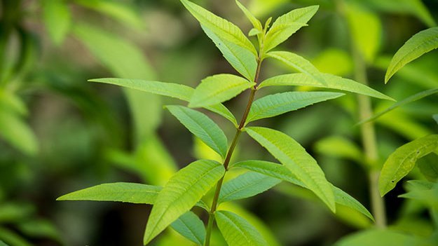 Carstens-Stiftung: Aloysia citriodora – traditionelles Heil- und Küchenkraut gegen Schlaflosigkeit auf dem Prüfstand Carstens-Stiftung: Aloysia citriodora – traditionelles Heil- und Küchenkraut gegen Schlaflosigkeit auf dem Prüfstand