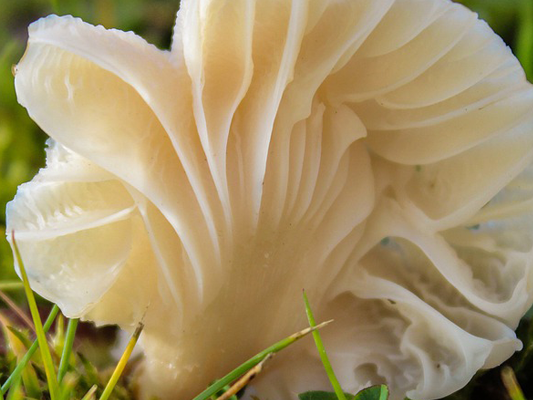 Cholesterin senken? Austernpilze essen!