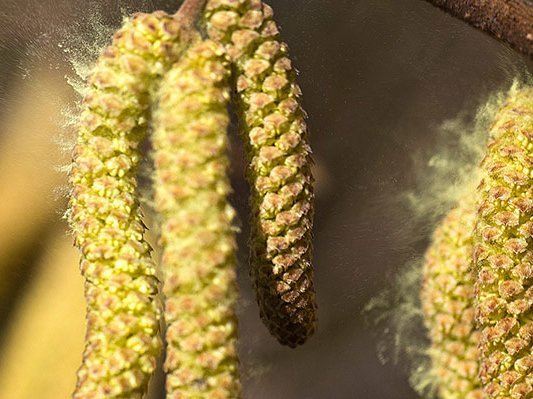 Carstens-Stiftung: Top10 bei Heuschnupfen Carstens-Stiftung: Top10 bei Heuschnupfen