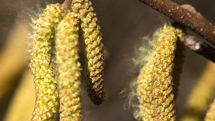 Carstens-Stiftung: Top10 bei Heuschnupfen Carstens-Stiftung: Top10 bei Heuschnupfen