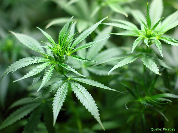 Carstens-Stiftung: Cannabis führt früher zu Psychosen