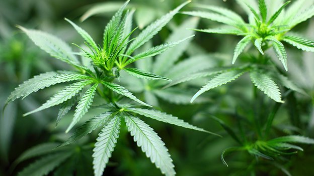 Carstens-Stiftung: Cannabis führt früher zu Psychosen Carstens-Stiftung: Cannabis führt früher zu Psychosen