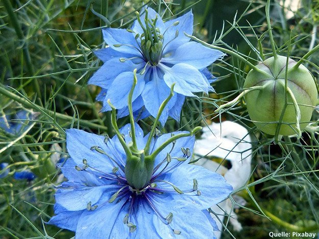 Fruchtbar dank Gewürzöl? Carstens-Stiftung: Schwarzkümmelöl und Fruchtbarkeit