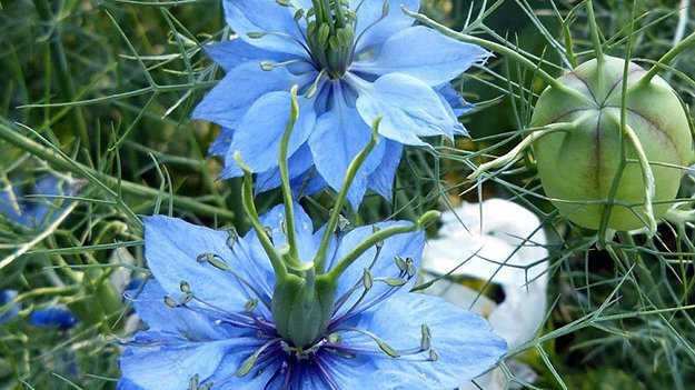 Fruchtbar dank Gewürzöl? Carstens-Stiftung: Schwarzkümmelöl und Fruchtbarkeit