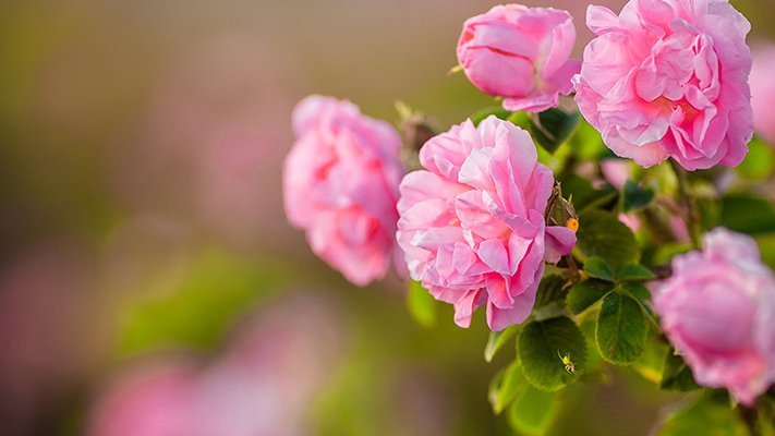 Carstens-Stiftung: Rosige Zeiten für Frauen mit PMS-Beschwerden Carstens-Stiftung: Rosige Zeiten für Frauen mit PMS-Beschwerden