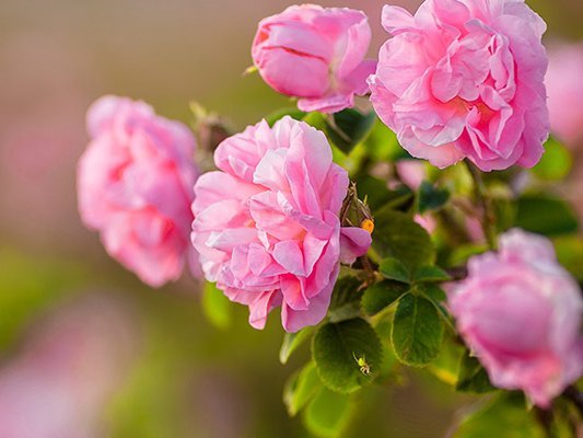 Carstens-Stiftung: Rosige Zeiten für Frauen mit PMS-Beschwerden Carstens-Stiftung: Rosige Zeiten für Frauen mit PMS-Beschwerden