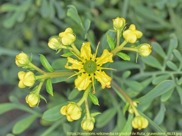Carstens-Stiftung: Ruta-Wirkstoff tötet Krebszellen doppelt.