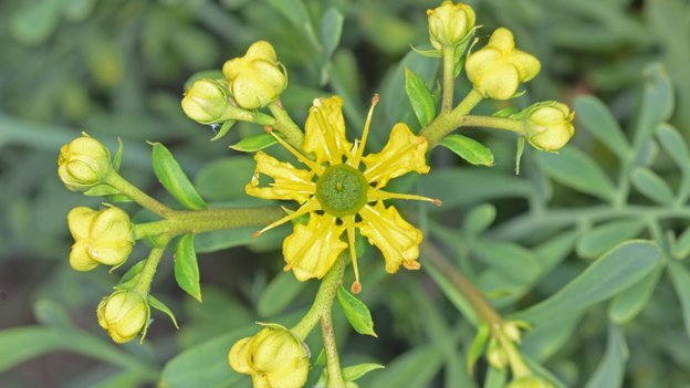 Carstens-Stiftung: Ruta-Wirkstoff tötet Krebszellen doppelt.