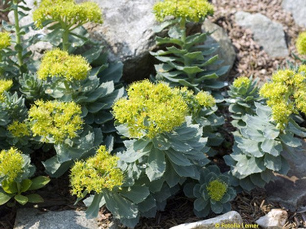 Rosenwurz macht die Lunge frei Carstens-Stiftung: Rosenwurz macht die Lunge frei