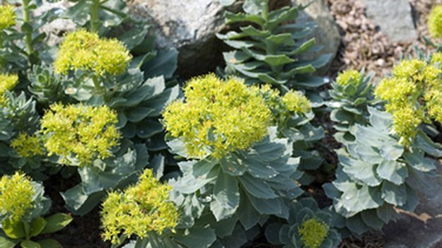 Rosenwurz macht die Lunge frei Carstens-Stiftung: Rosenwurz macht die Lunge frei