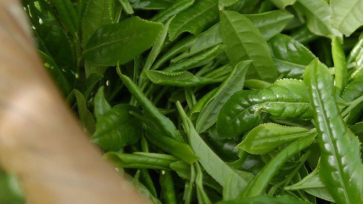 Grüner Tee bei der Behandlung von Diabetes erfolgreich? Grüner Tee bei der Behandlung von Diabetes erfolgreich?