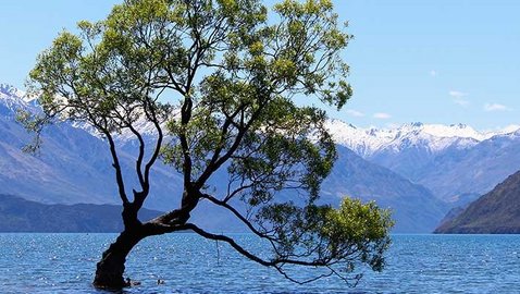 Holismus und ganzheitliches Denken