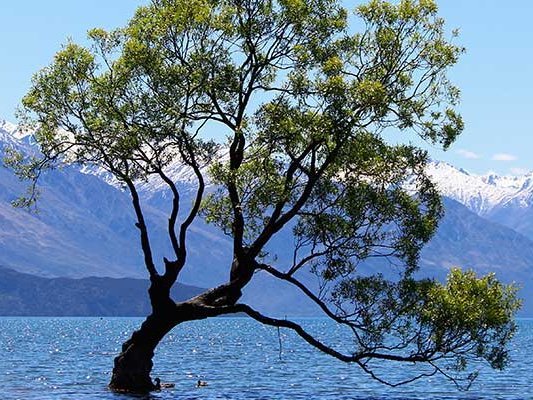 Holismus und ganzheitliches Denken Holismus und ganzheitliches Denken