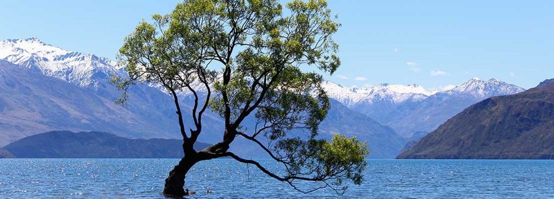 Holismus und ganzheitliches Denken